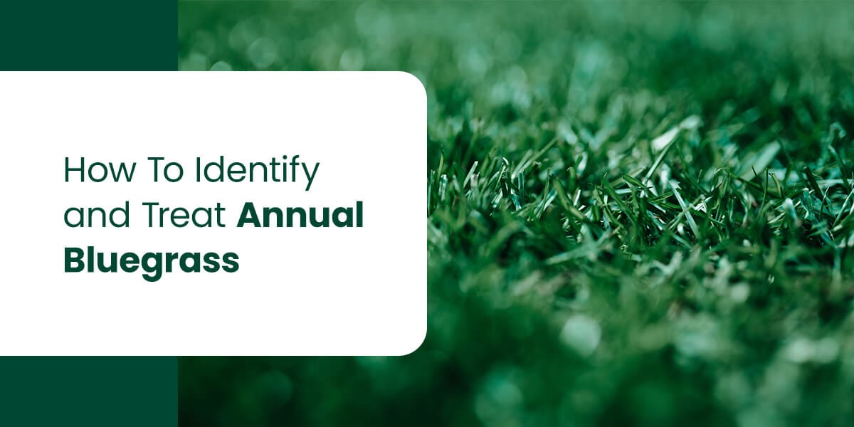 a green background with the words how to identify and treat annual bluegrass
