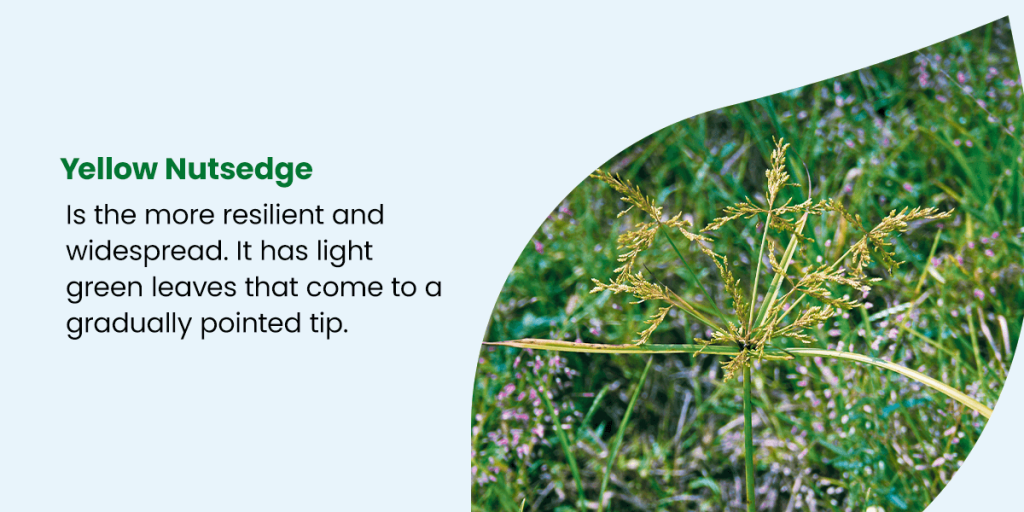 What is Nutsedge Grass and How Do You Treat It? Organic Lawns