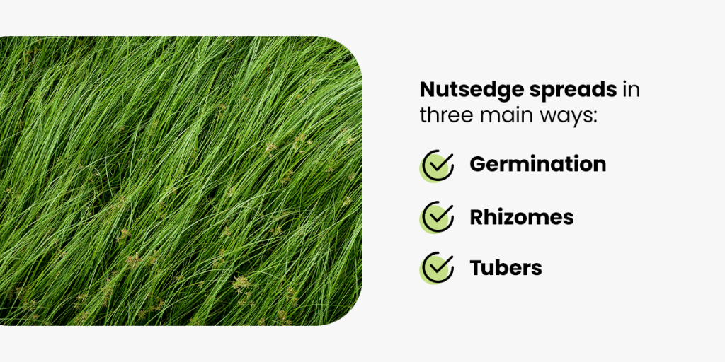 What is Nutsedge Grass and How Do You Treat It? Organic Lawns