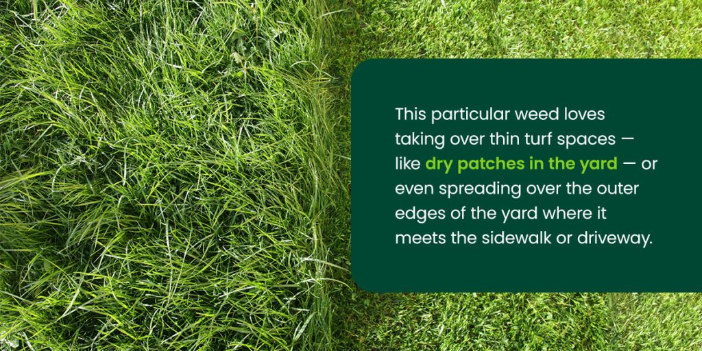 How To Identify and Treat Annual Bluegrass Organic Lawns