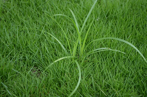 weeds in your lawn