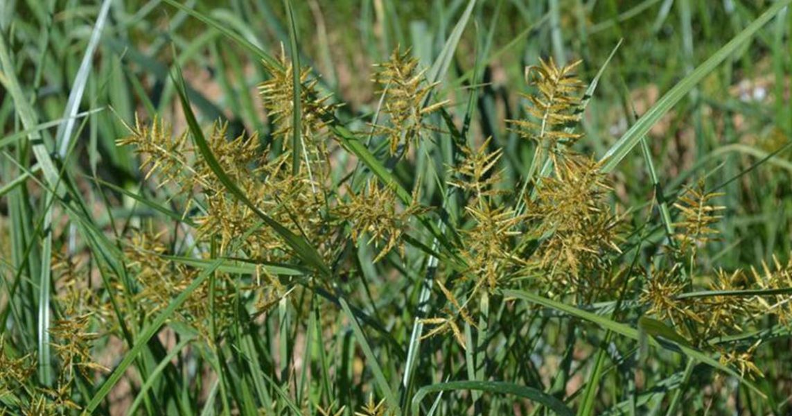 What is Nutsedge Grass and How Do You Treat It? Organic Lawns