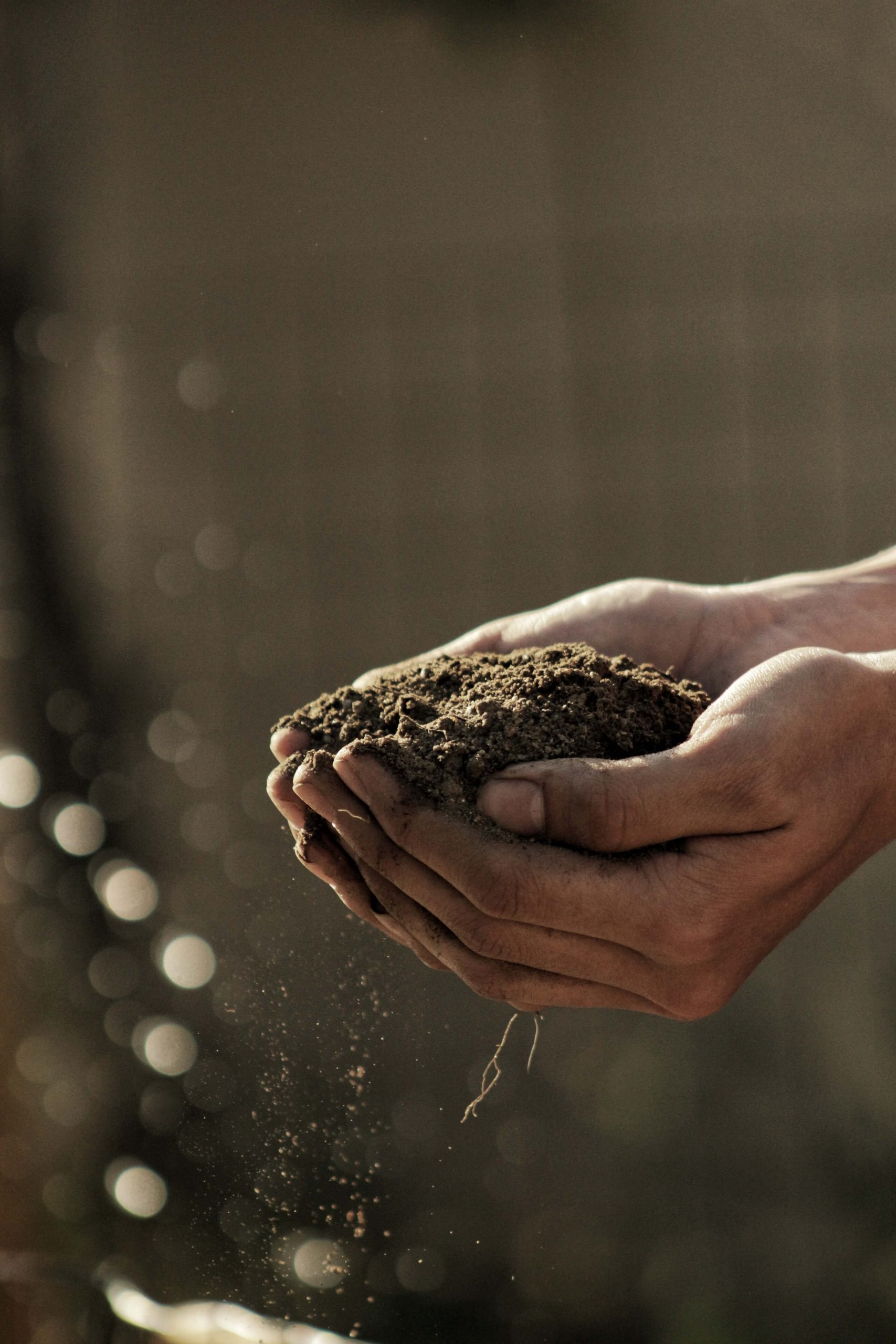 fertile soil in hands