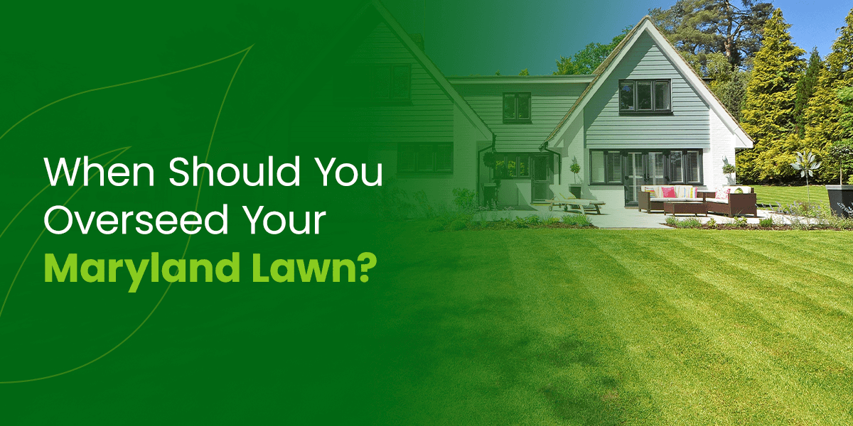 a green background with a house and the words when should you overseed your maryland lawn