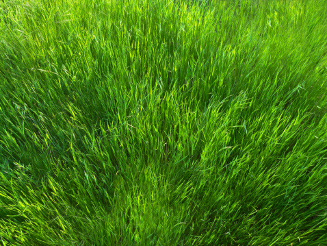 a close up of a lush green field of grass
