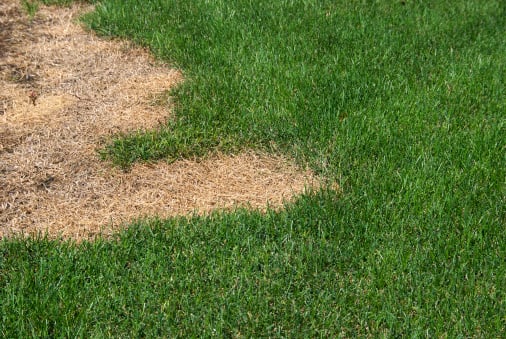 a patch of brown grass in the middle of a lush green field
