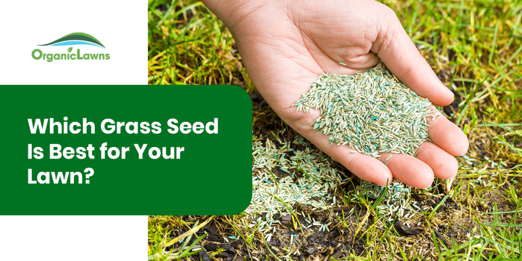 Which Grass Seed is Best For Your Lawn? Organic Lawns