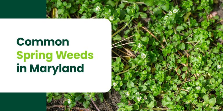 Common Spring Weeds in Maryland - Organic Lawns