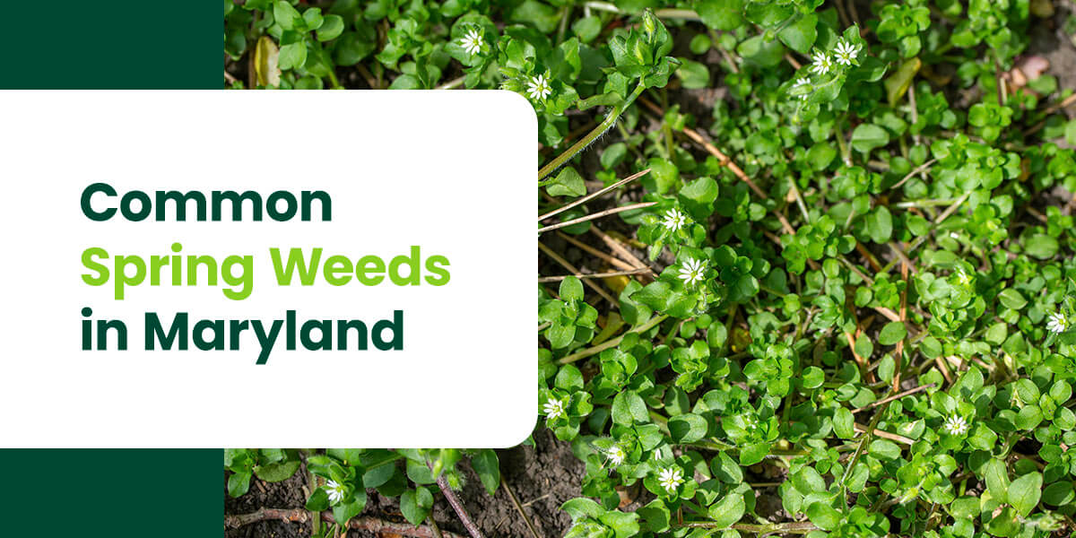 a sign that says common spring weeds in maryland