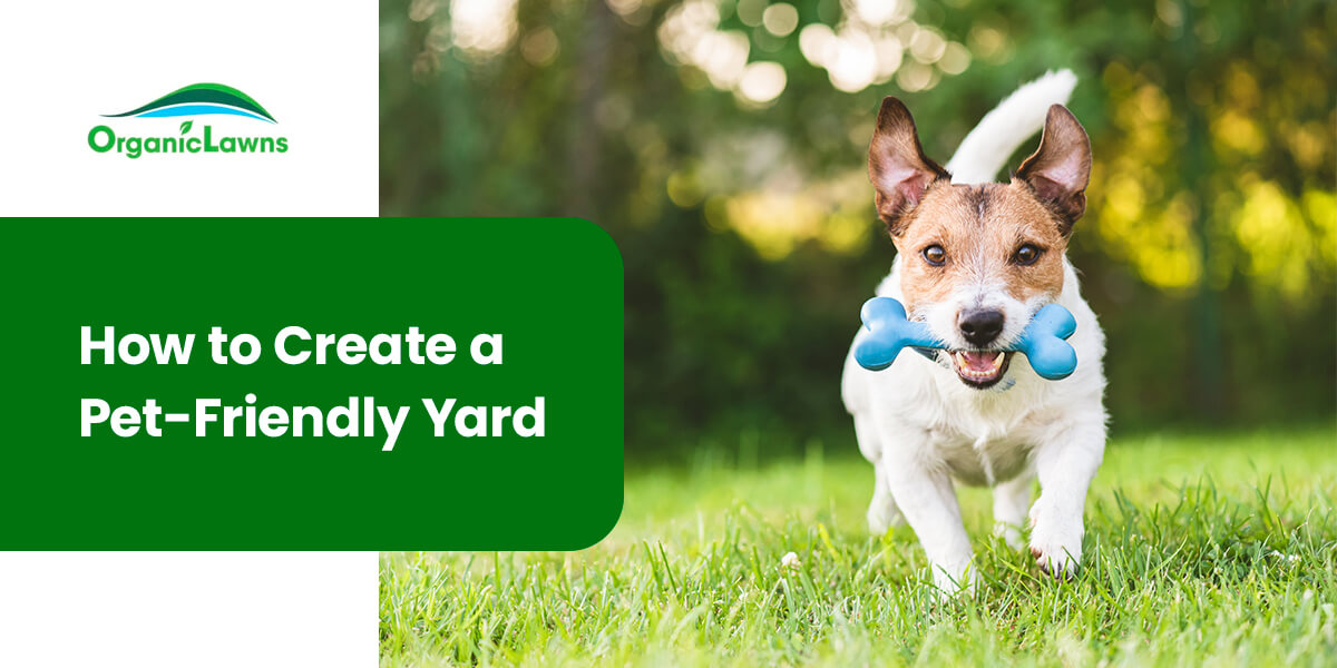 How to Create a Pet-Friendly Yard