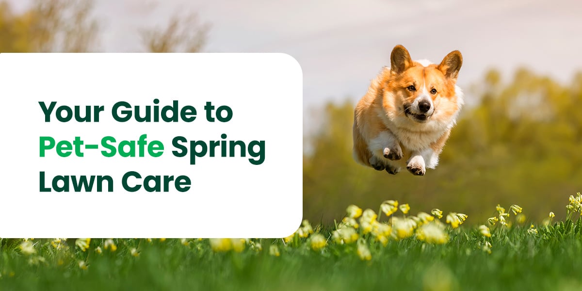 Your Guide to Pet-Safe Spring Lawn Care  