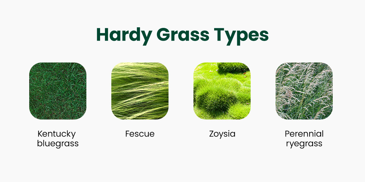 Utilize Hardy Grass Types