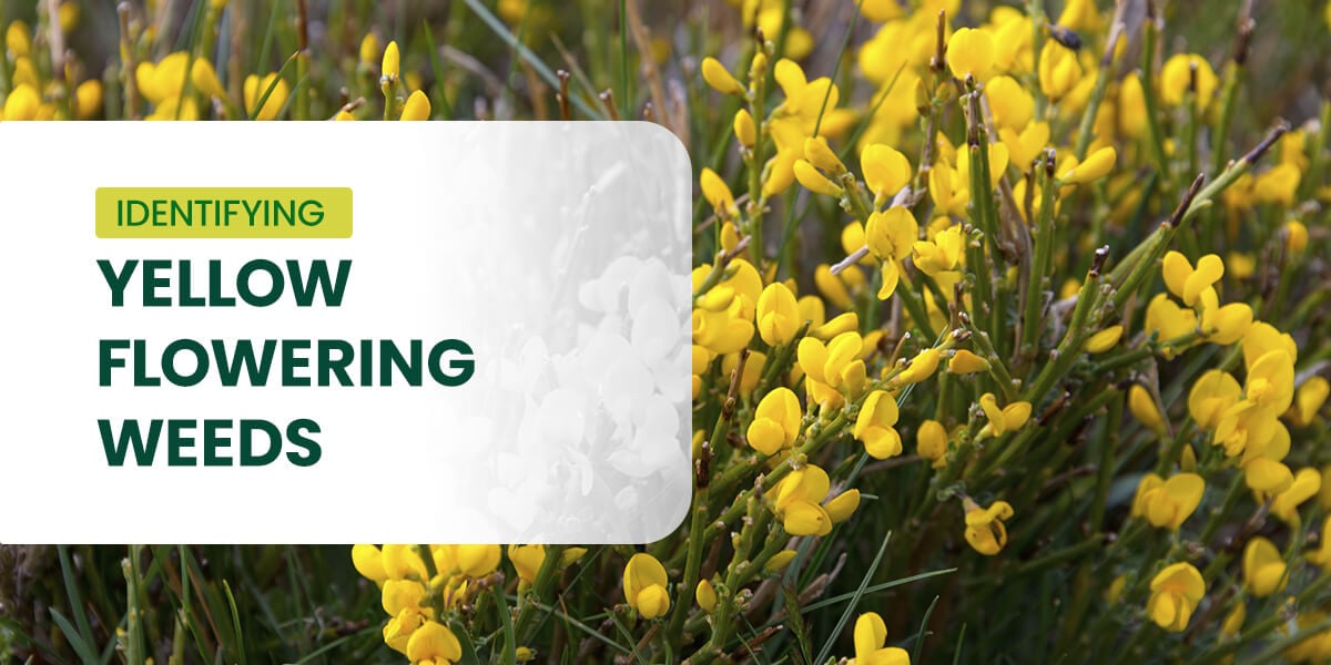a sign that says identifying yellow flowering weeds
