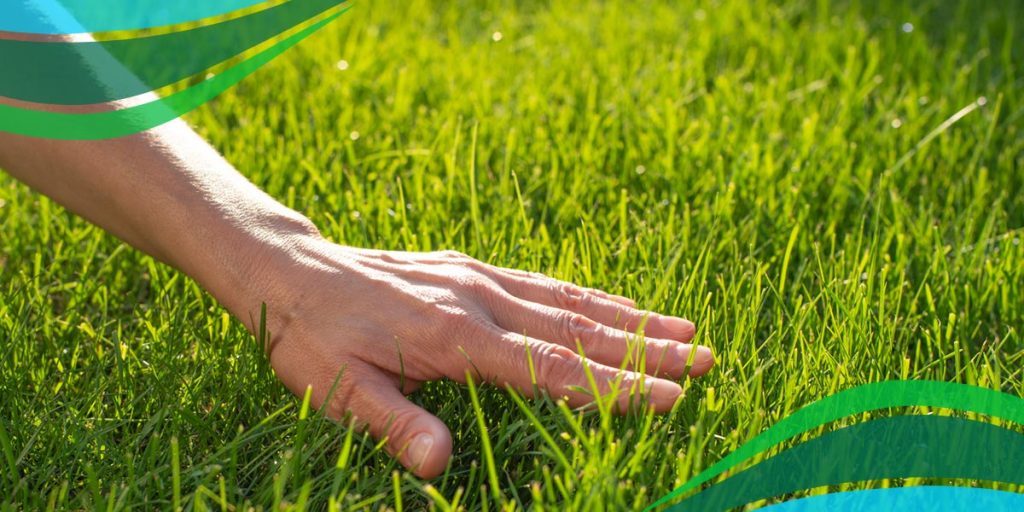 Fall Lawn Care Tips for Your Maryland Lawn Organic Lawns