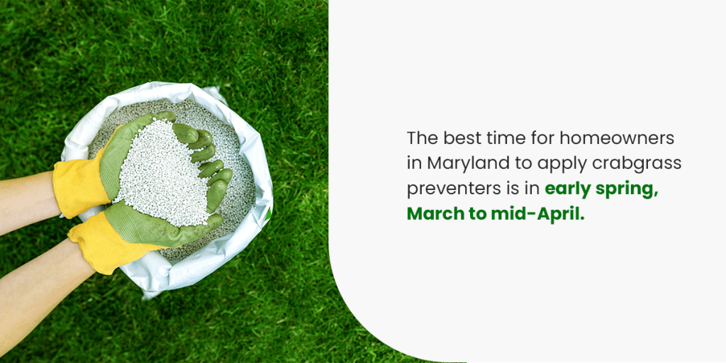 Applying PreEmergent for Crabgrass in Maryland Organic Lawns