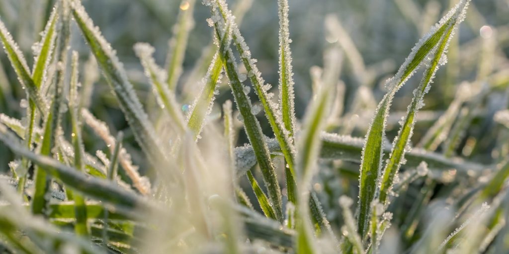 5 Tips and Tricks for Winter Lawn Care - Organic Lawns