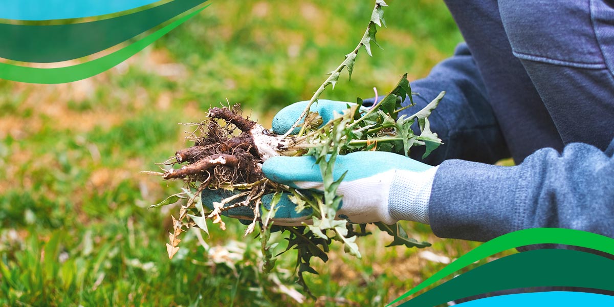 How to Control Weeds Using Organic Lawn Care