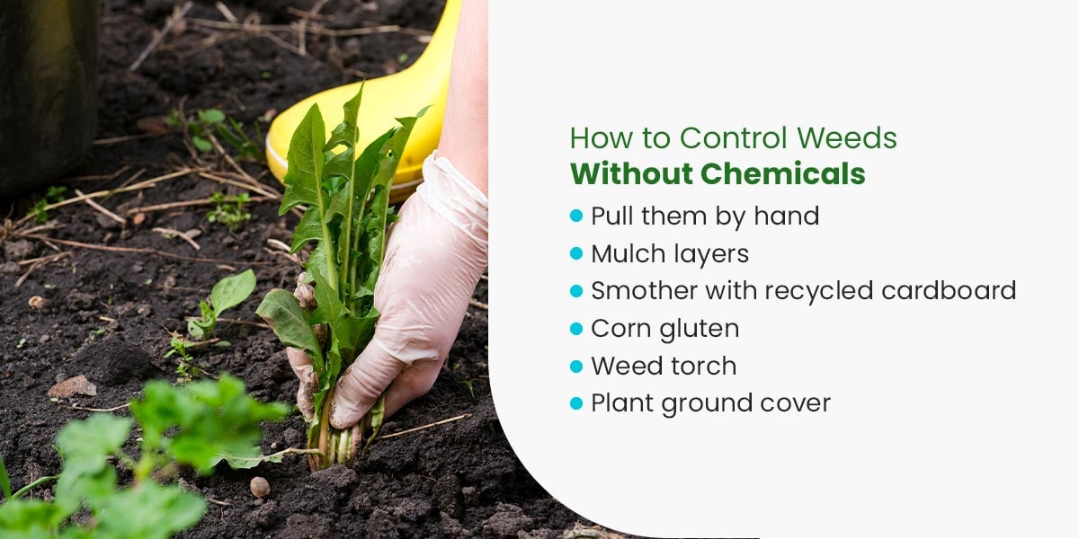 How to Control Weeds Without Chemicals