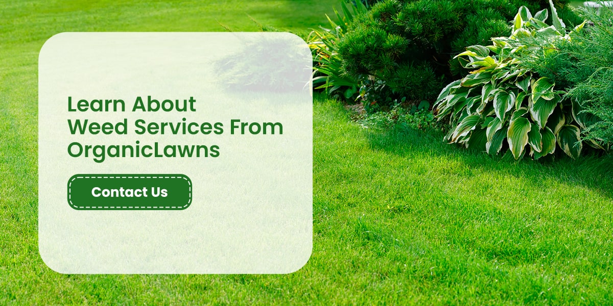 Learn About Weed Services From OrganicLawns