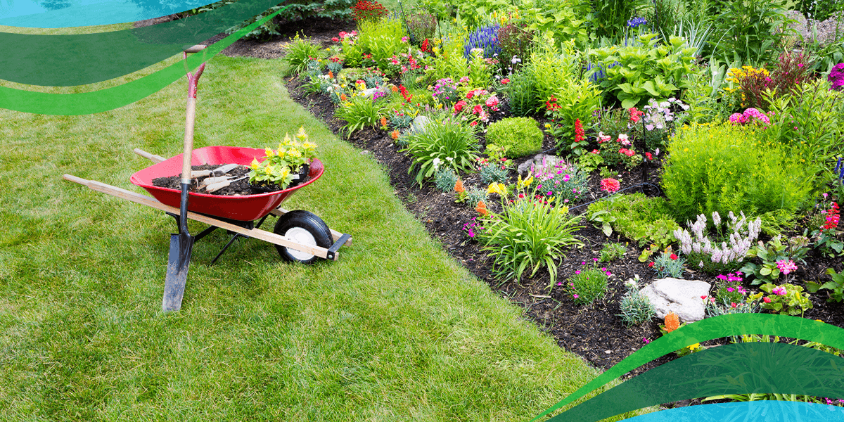 Graphic for Organic Lawns showing a wheel barrow and garden by a mowed lawn