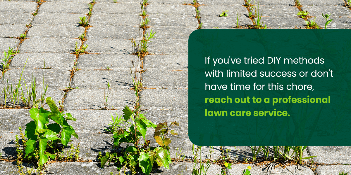 Contacting Lawn Care Organizations for Tough Weeds