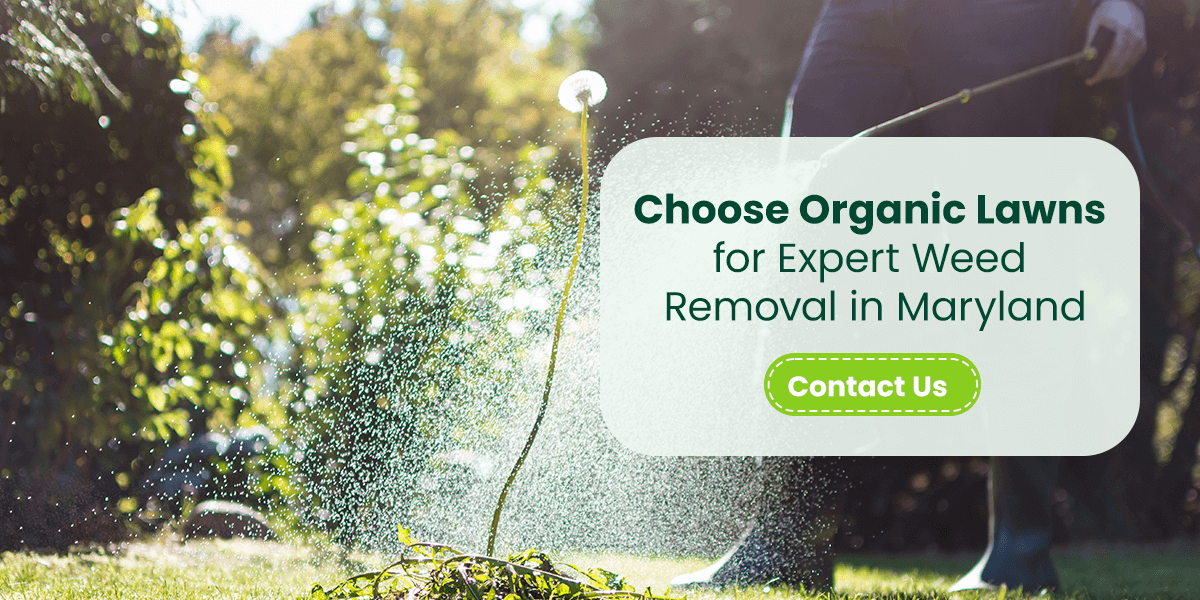 Choose Organic Lawns for Expert Weed Removal in Maryland
